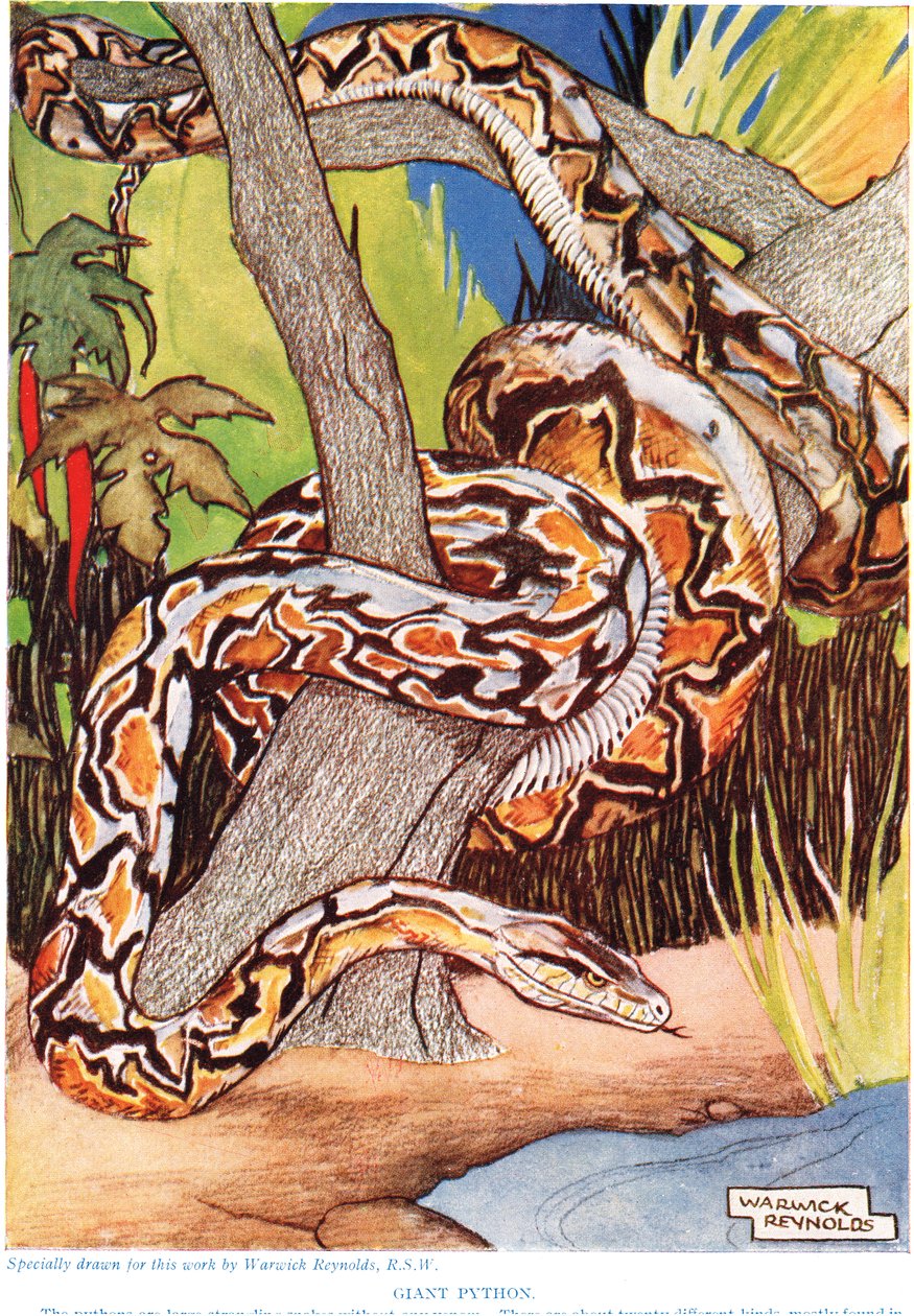 Giant Python by Warwick Reynolds