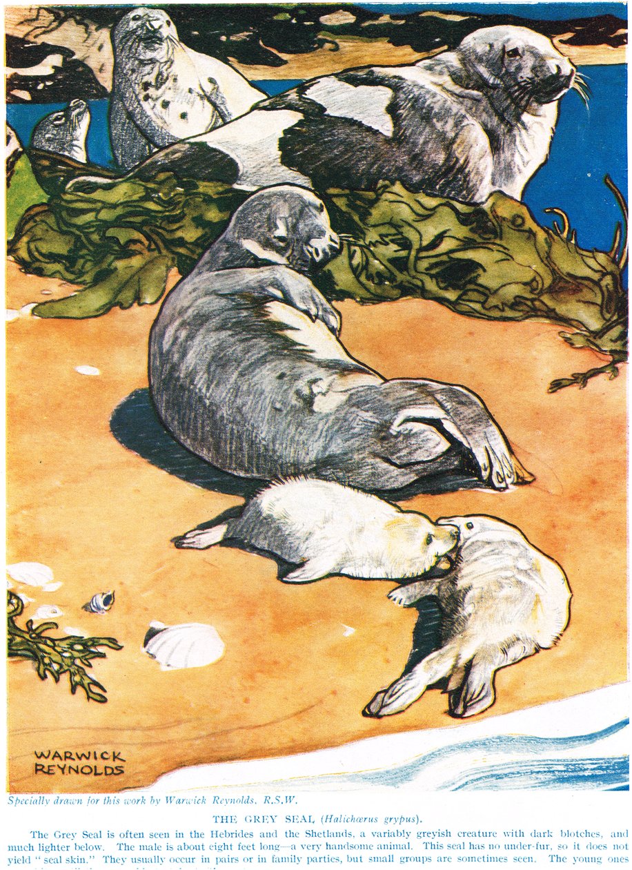 The Grey Seal, Illustration from 
