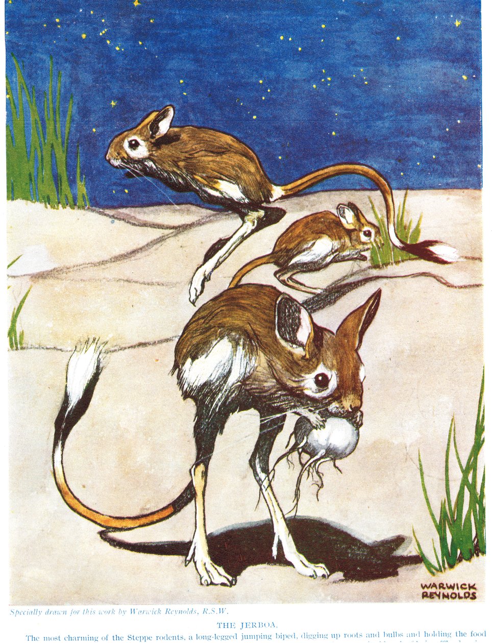 The Jerboa, Illustration from 