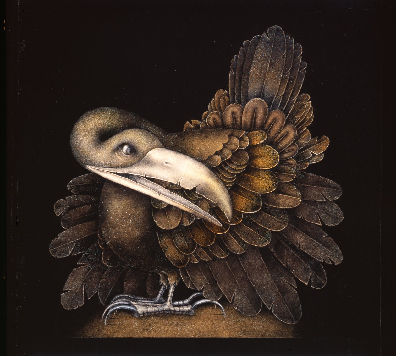 Bombax Bird by Wayne Anderson