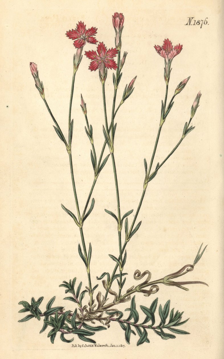 Field Carnation - Field Pink, Dianthus campestris. Handcoloured botanical engraving from John Sims