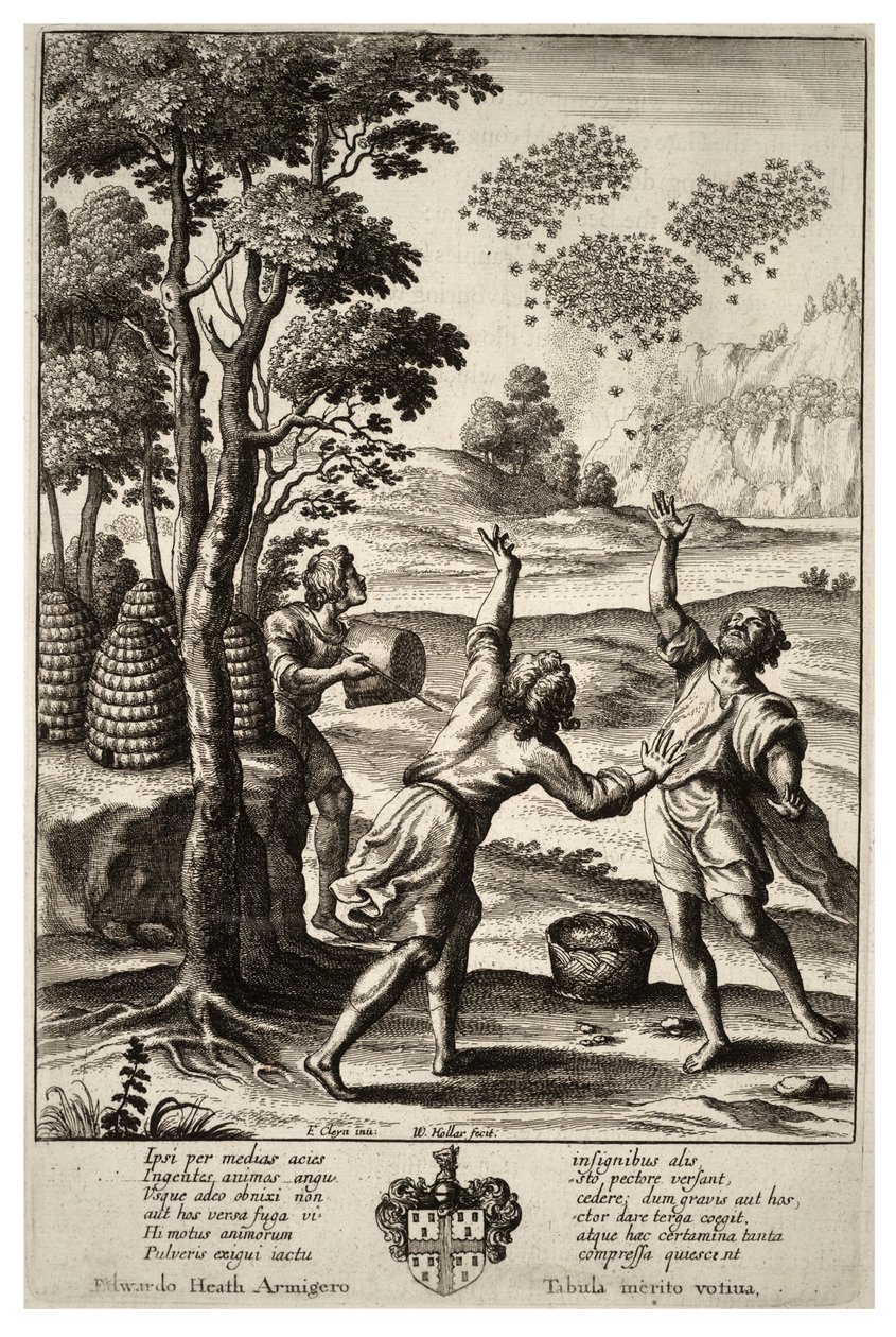 Swarming of Bees (State 1) by Wenceslaus Hollar