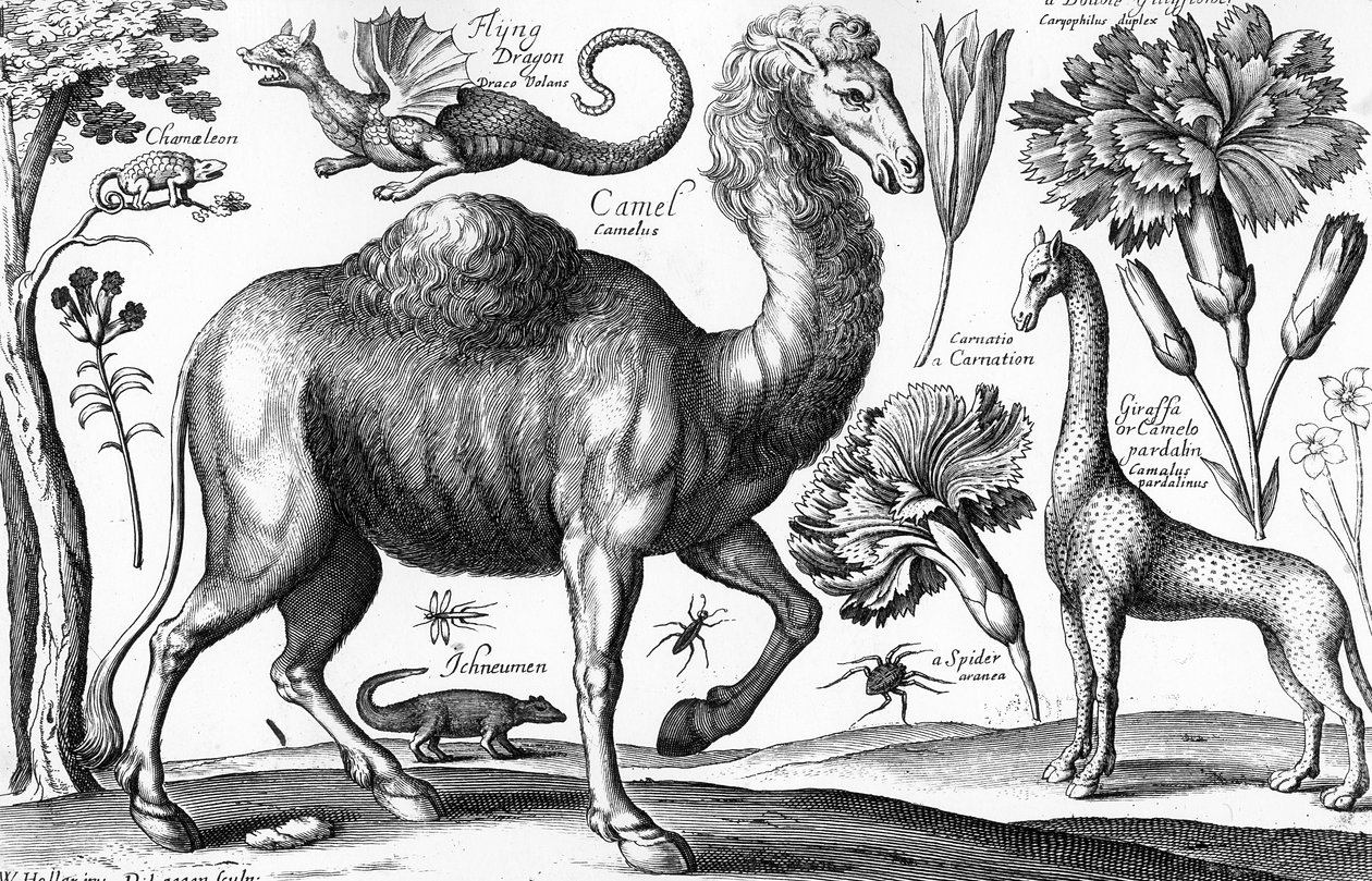 Animalium, Ferarum et Bestiarum, engraved by David Loggan by Wenceslaus (after) Hollar