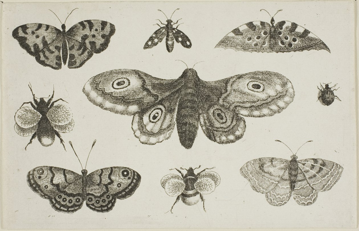 A Moth, Butterflies, and Bees by Wenceslaus Hollar