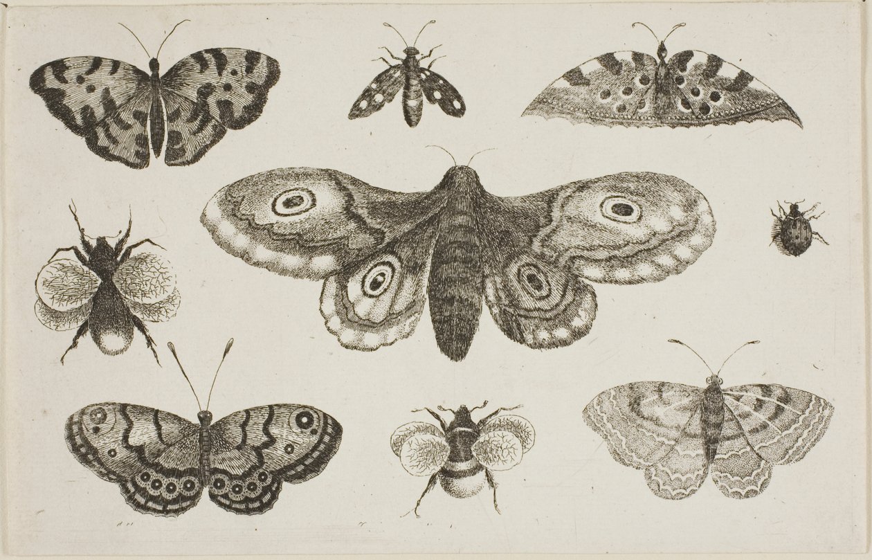 A Moth, Butterflies, and Bees by Wenceslaus Hollar