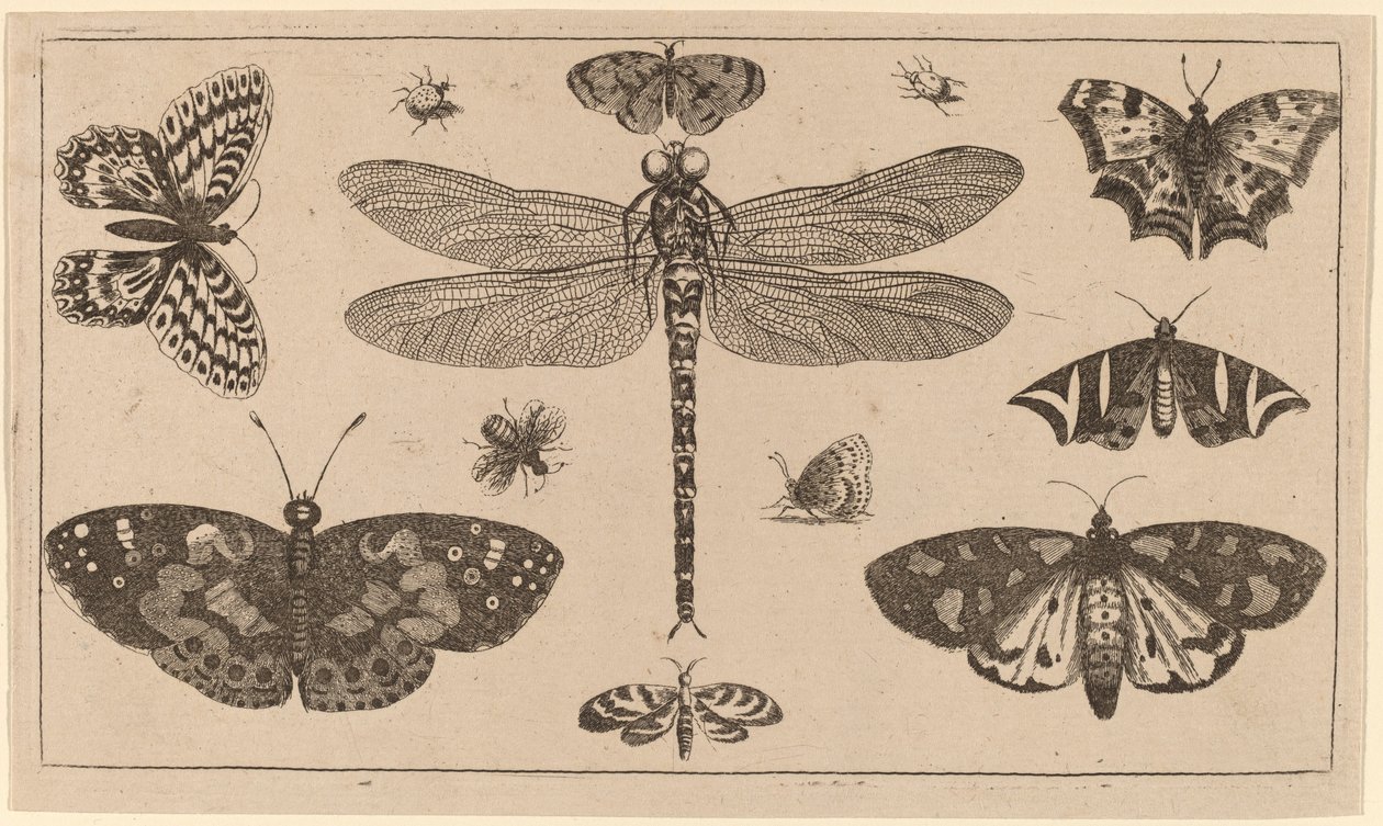 Dragonfly, Ladybirds, and Butterflies by Wenceslaus Hollar