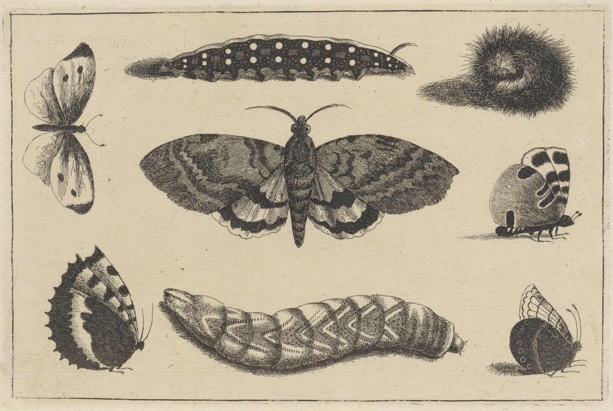 Three Caterpillars, a Moth, and Four Butterflies by Wenceslaus Hollar