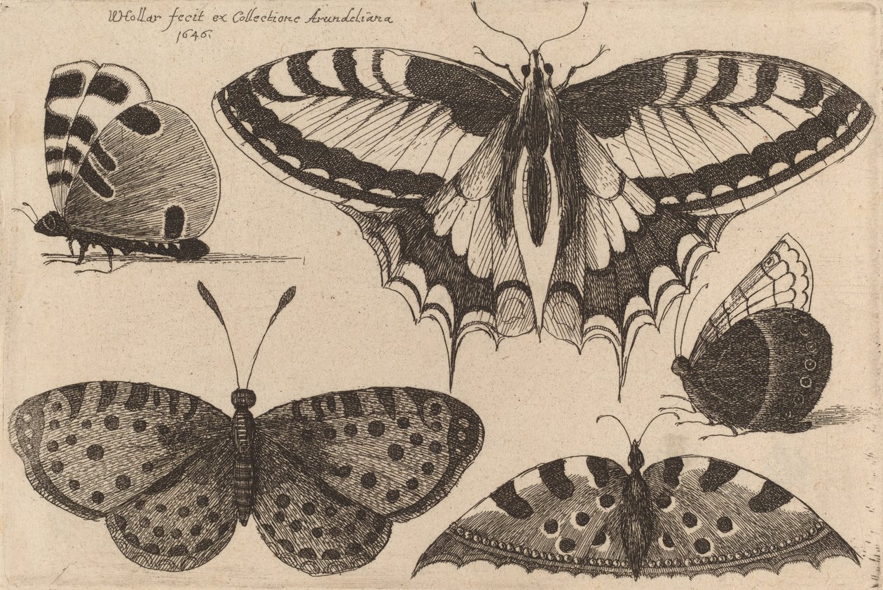 Five Butterflies, 1646 by Wenceslaus Hollar