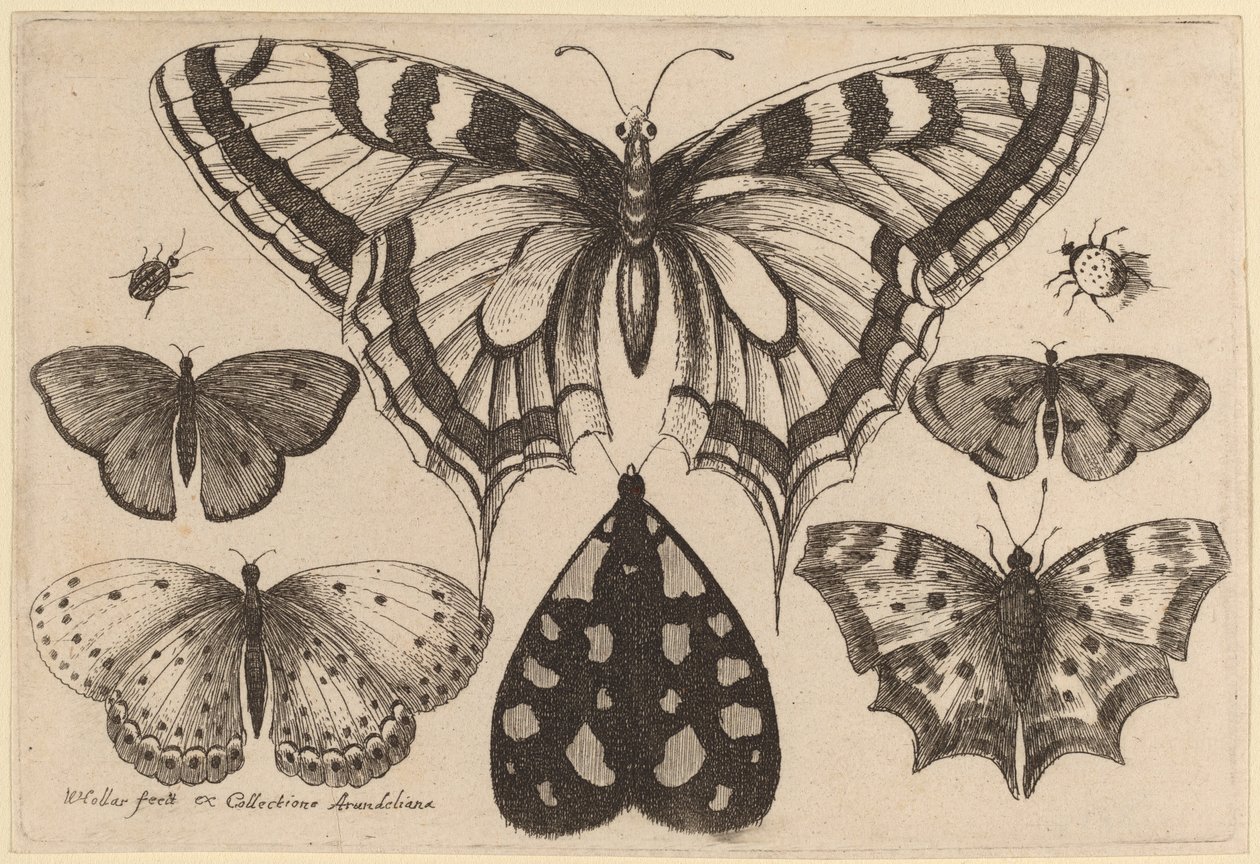 Five Butterflies, a Moth, a Beetle, and a Spider by Wenceslaus Hollar