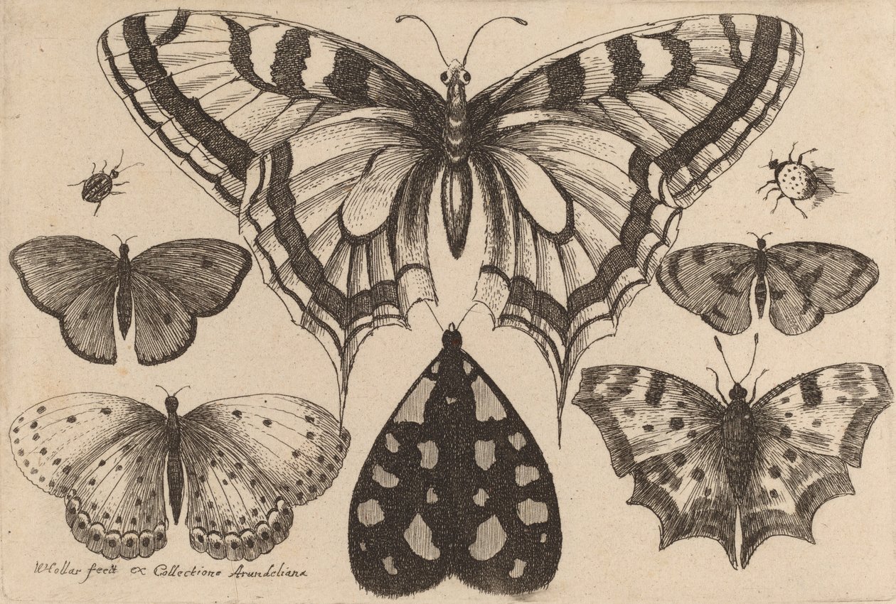 Five Butterflies, a Moth, and Two Beetles, 1646 by Wenceslaus Hollar