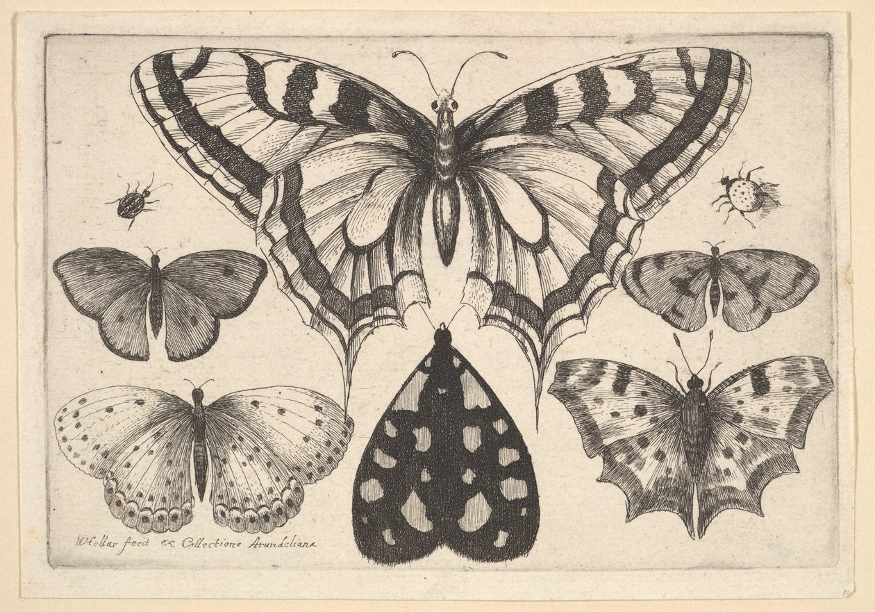 Five Butterflies, a Moth and Two Beetles by Wenceslaus Hollar