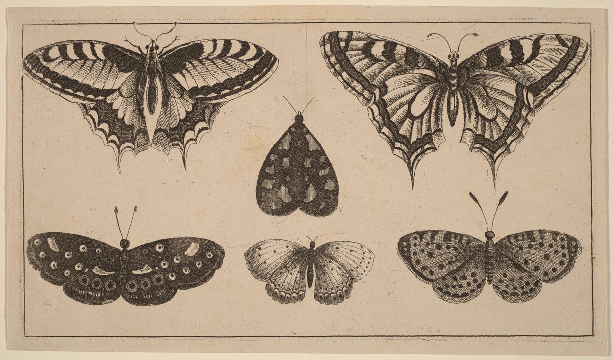 Five Butterflies and a Moth by Wenceslaus Hollar