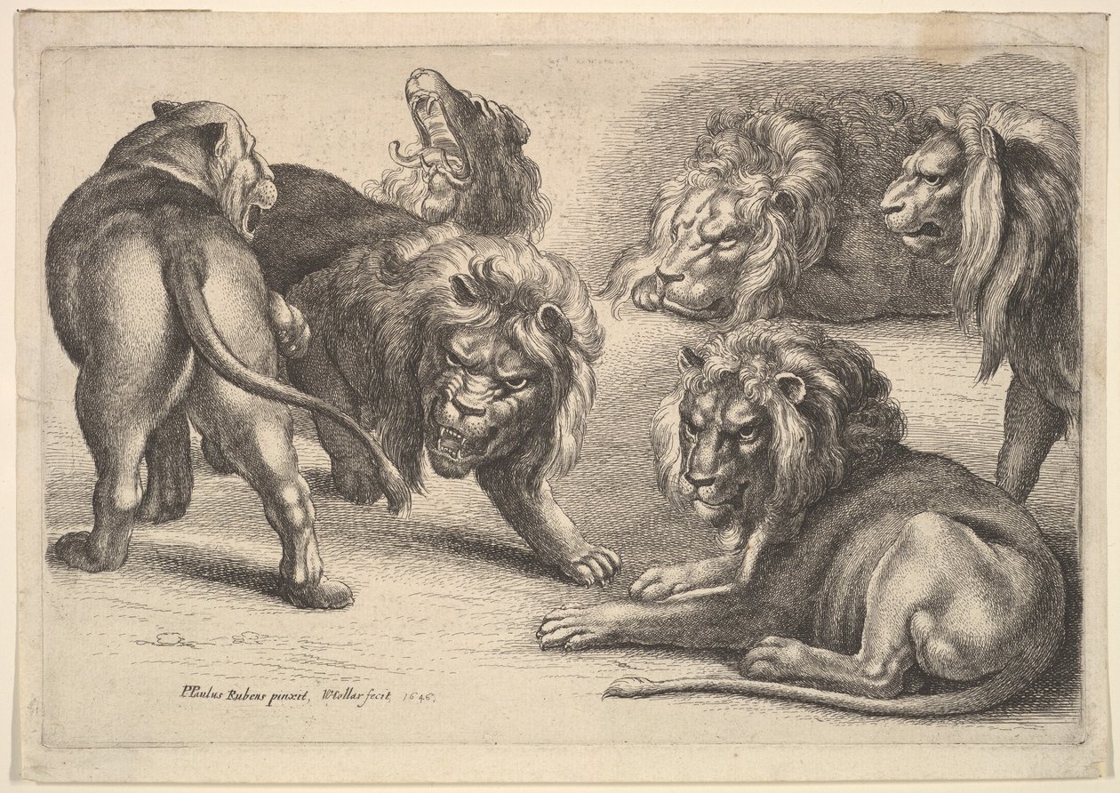 Five Lions and a Lioness by Wenceslaus Hollar