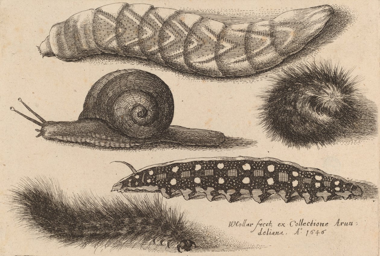 Four Caterpillars and a Snail, 1646 by Wenceslaus Hollar