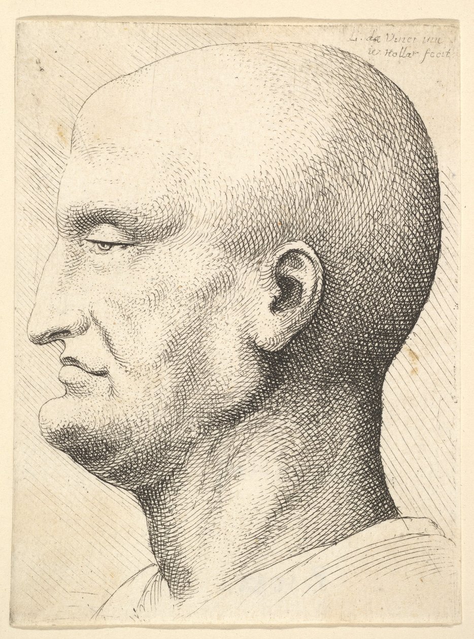 Head of a bald man in profile to left, 1644-52 by Wenceslaus Hollar