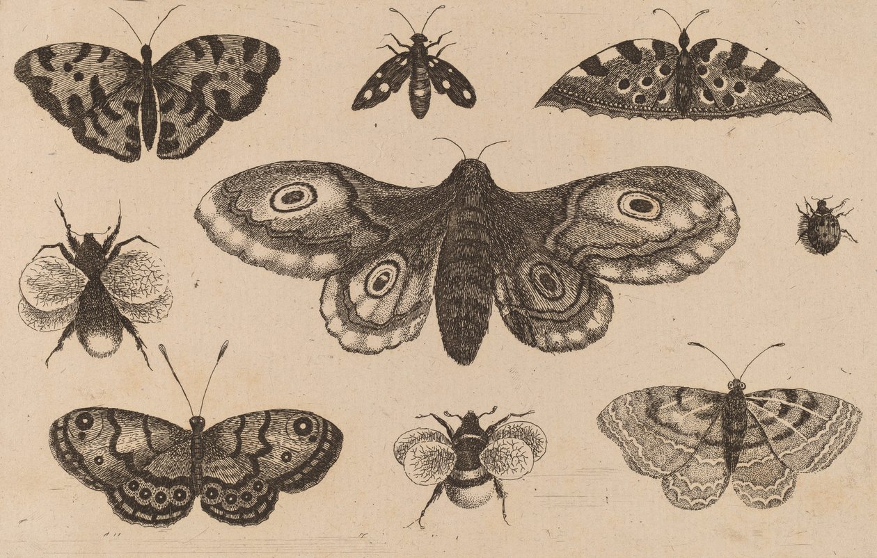 Moth, Butterflies, and Bees by Wenceslaus Hollar