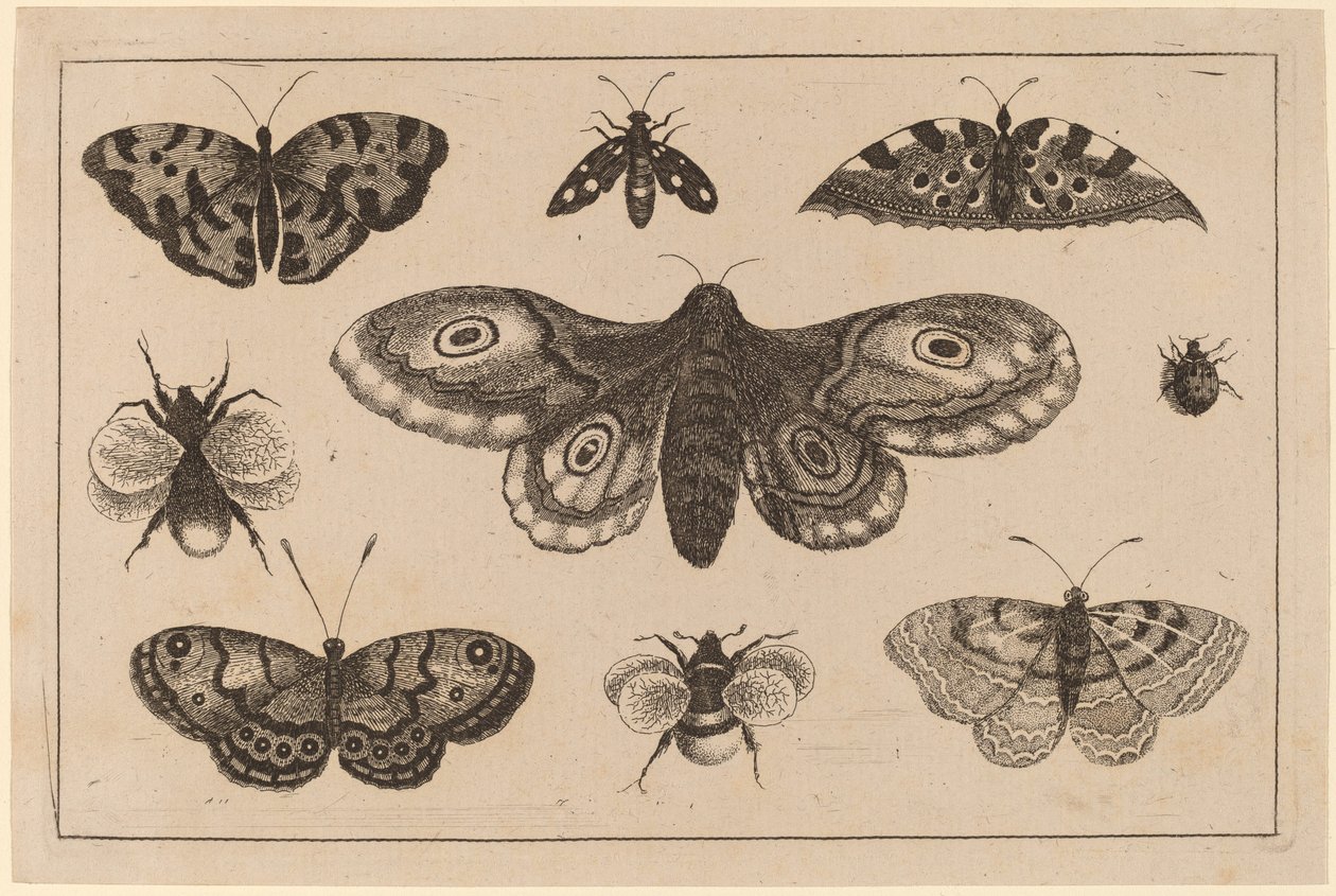 Moth, Butterflies, and Bees by Wenceslaus Hollar