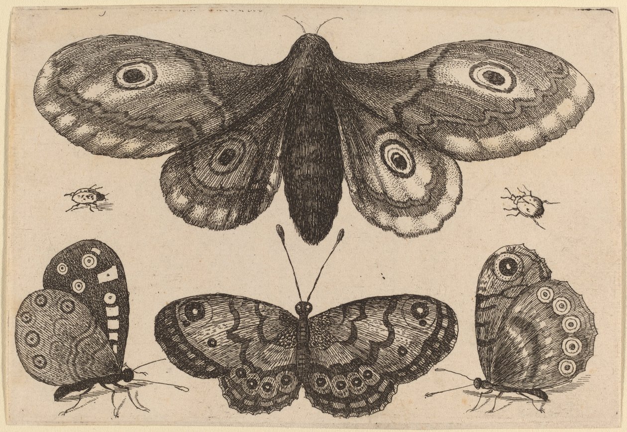 Moth, Three Butterflies, and Two Beetles by Wenceslaus Hollar