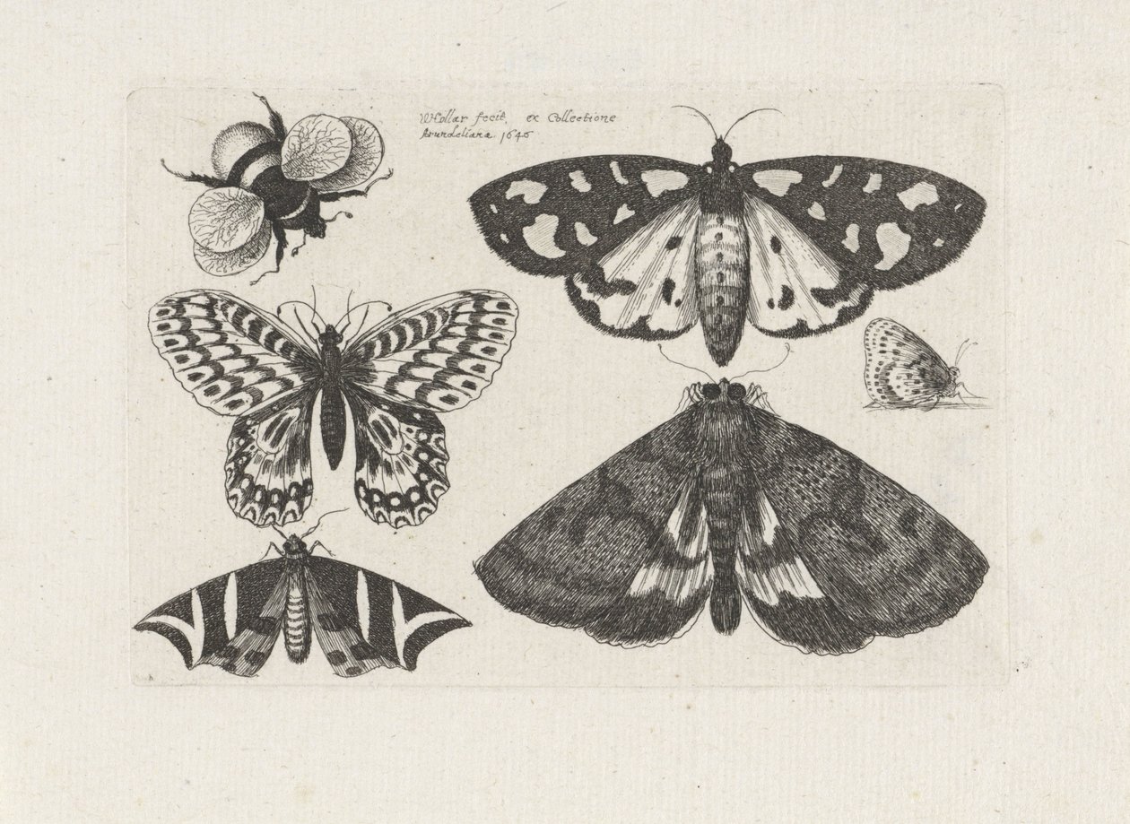 Moths, Butterflies, and a Bumblebee, Insects (series title) by Wenceslaus Hollar