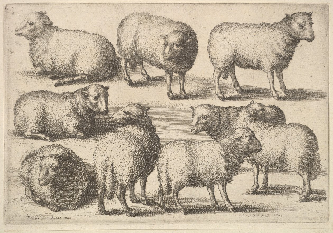 Nine Sheep by Wenceslaus Hollar