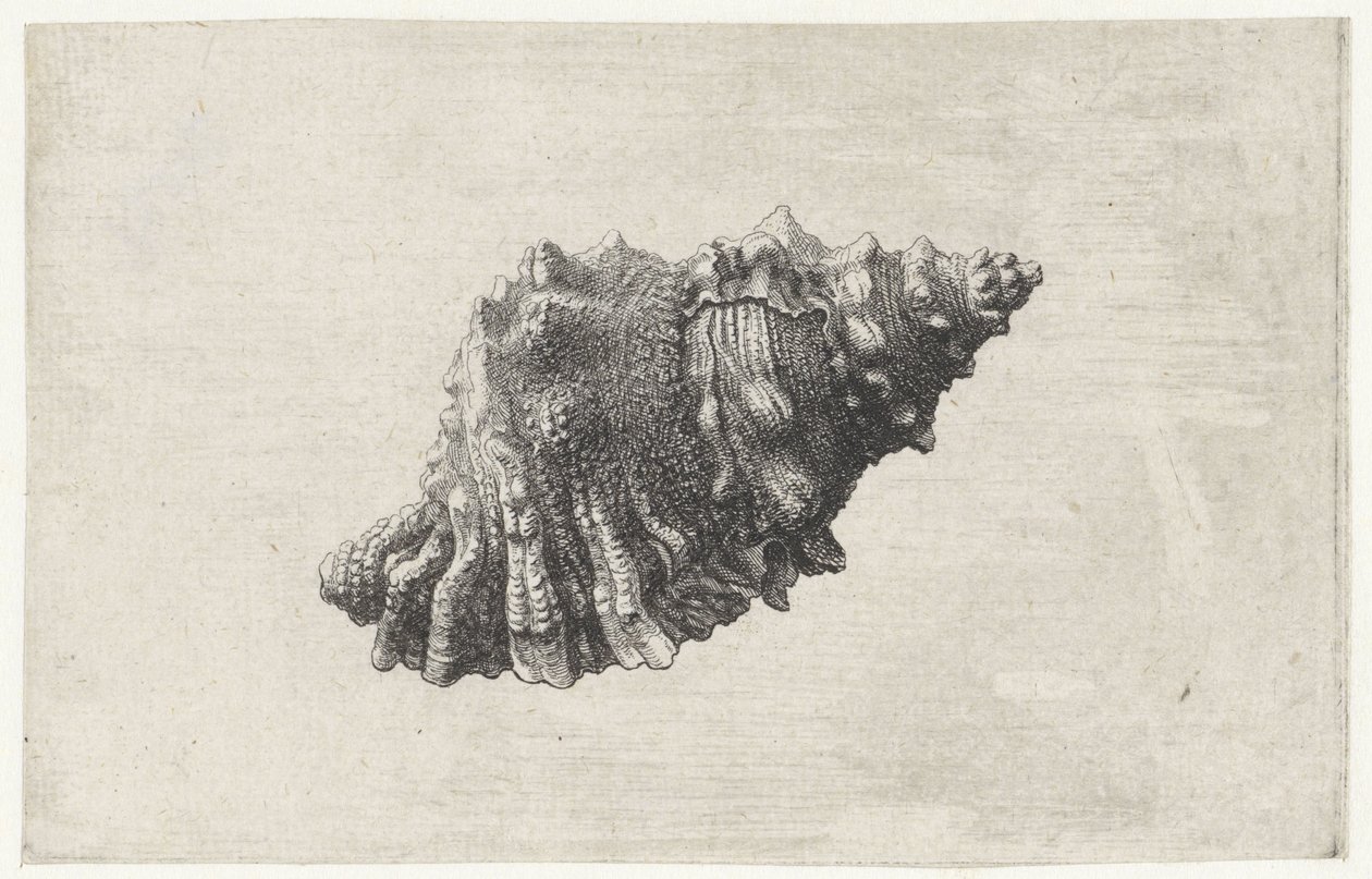 Shell, Bursa Rubeta by Wenceslaus Hollar: Fine art print