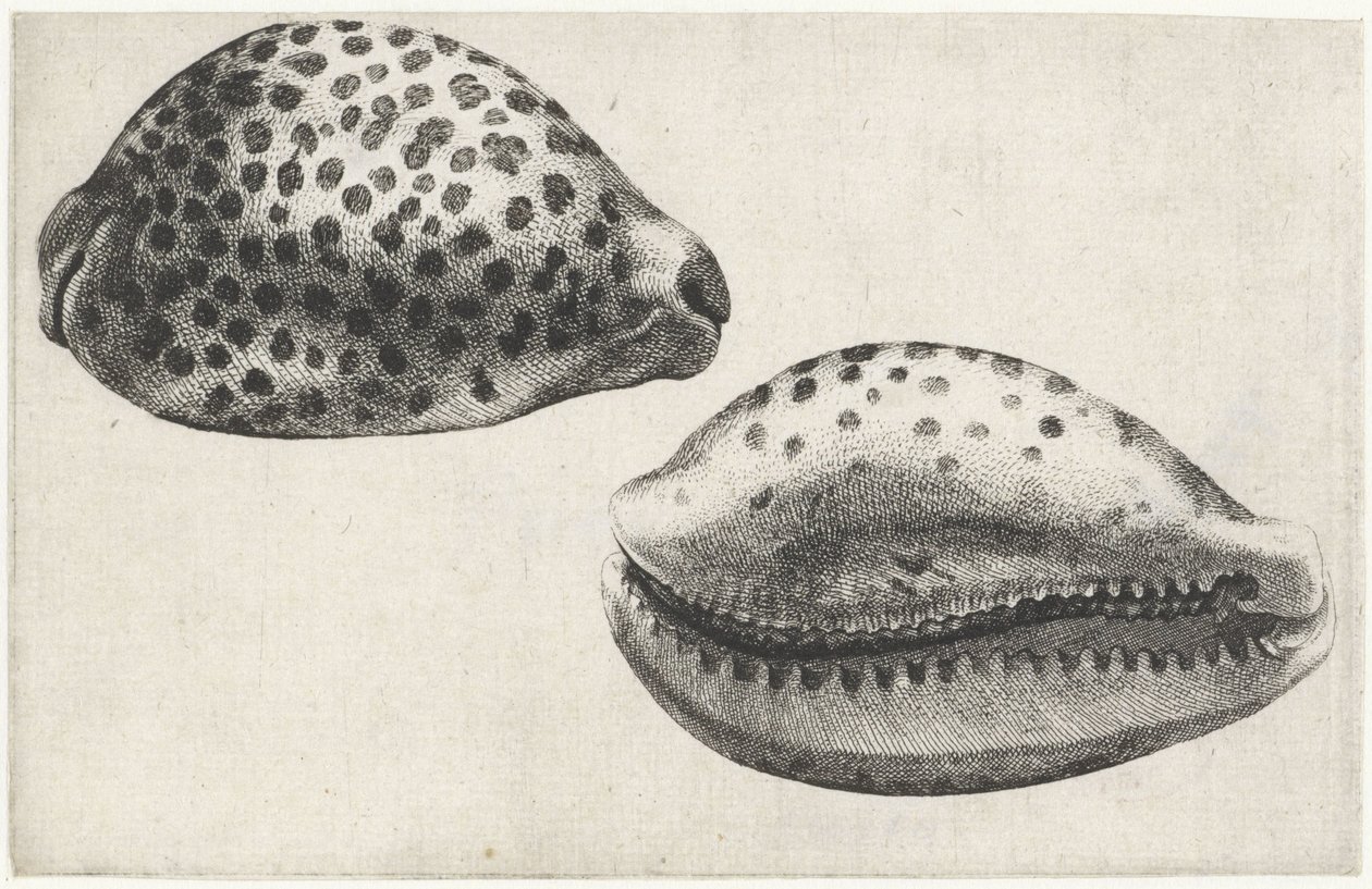 Shell, Cypraea Tigris by Wenceslaus Hollar