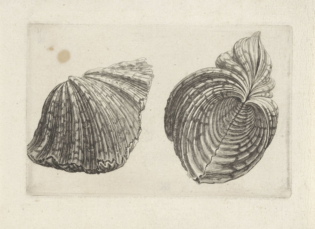 Shell, Hippopus Hippopus by Wenceslaus Hollar