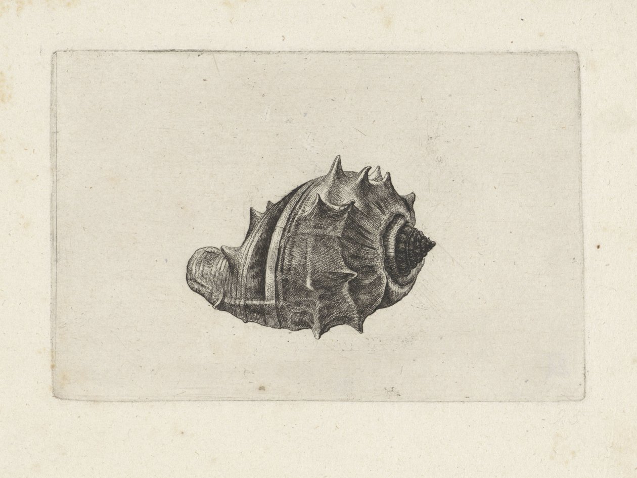 Shell, Melongena Melongena by Wenceslaus Hollar