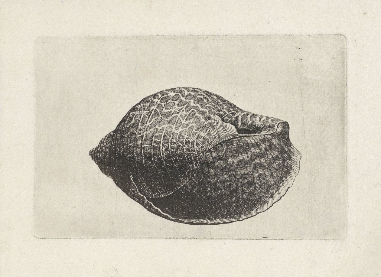 Shell, Tonna Perdix (Shells) by Wenceslaus Hollar