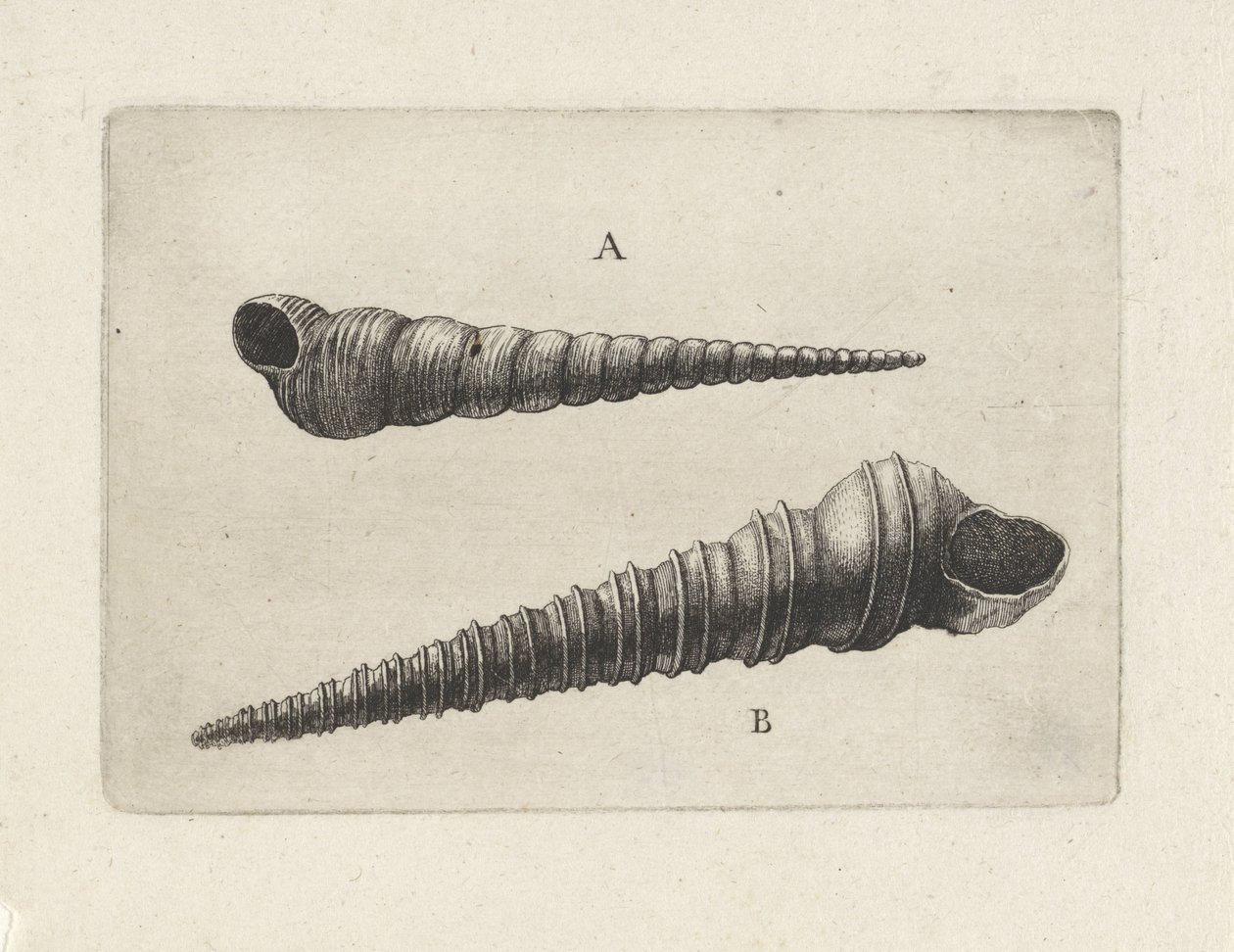Shells, Turritella Terebra (A) and Turritella Duplicata (B) by Wenceslaus Hollar