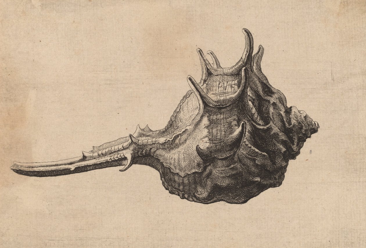 Shell Murex brandaris by Wenceslaus Hollar