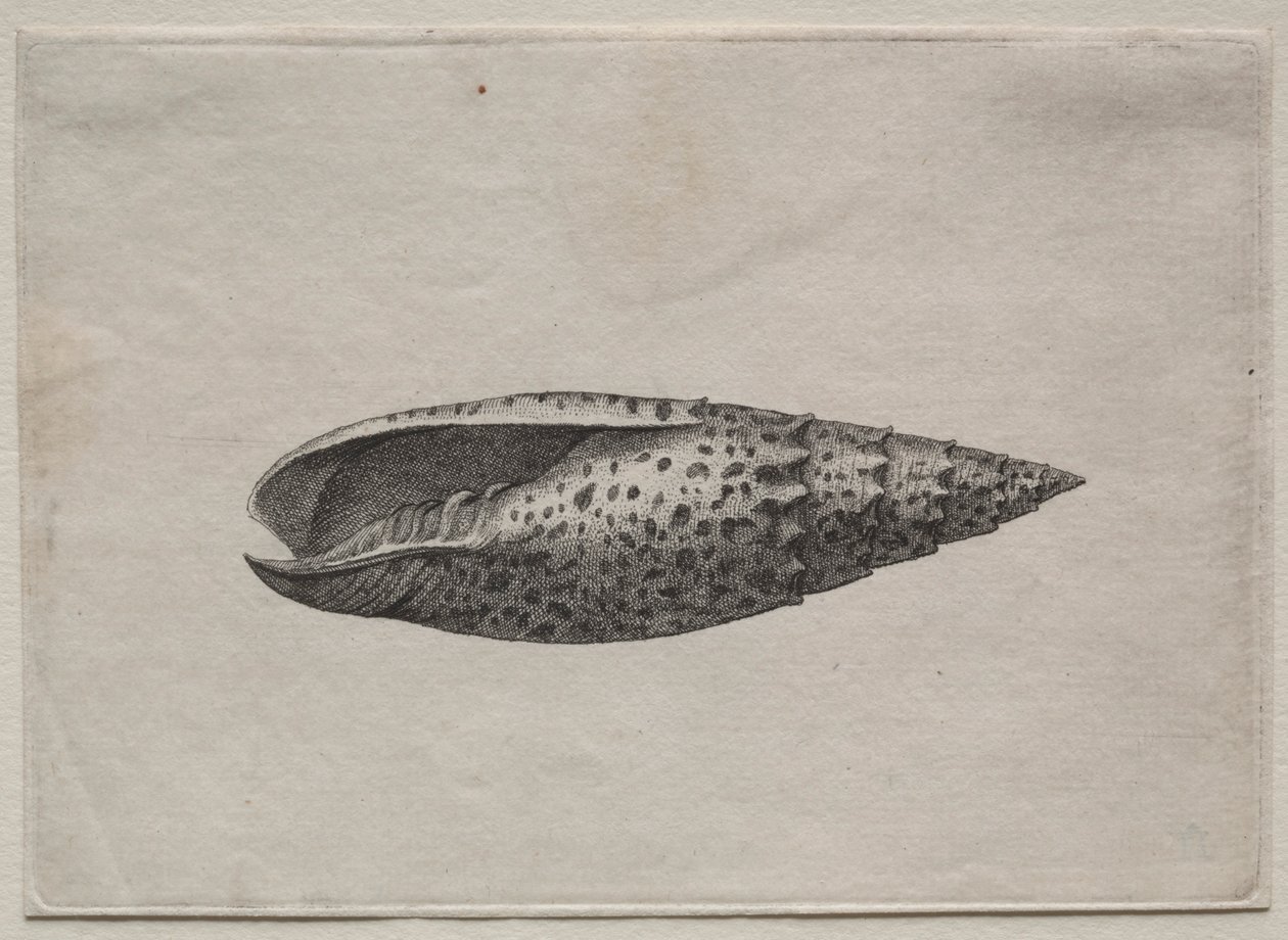 Shells: Mitra Papalis L by Wenceslaus Hollar