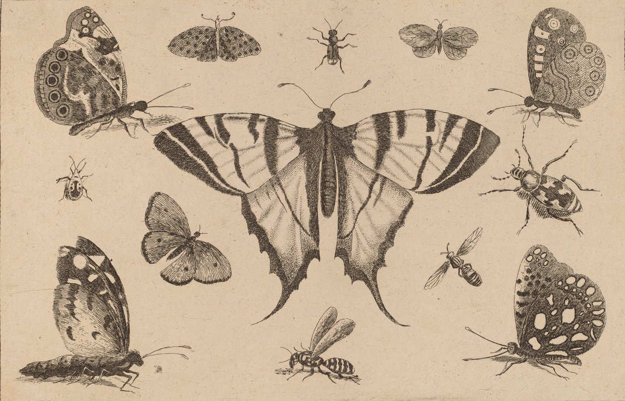 Swallow-tailed Butterfly and Twelve Other Insects