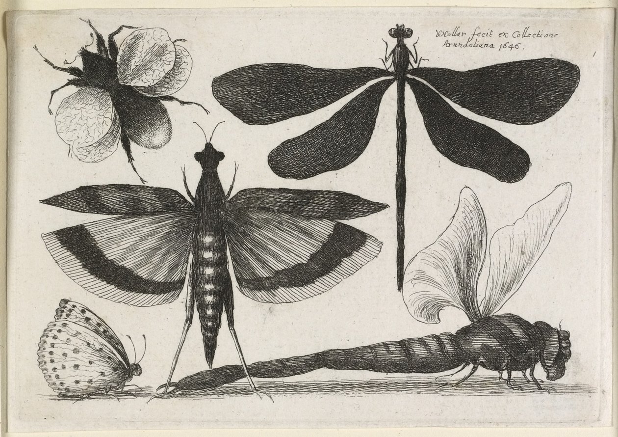 The Set of Butterflies, One of Twelve by Wenceslaus Hollar