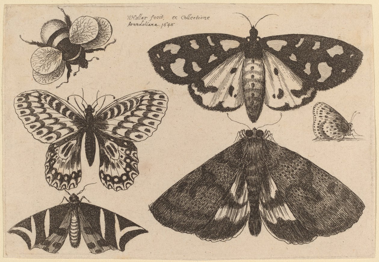 Three Moths, Two Butterflies, and a Bumble Bee by Wenceslaus Hollar