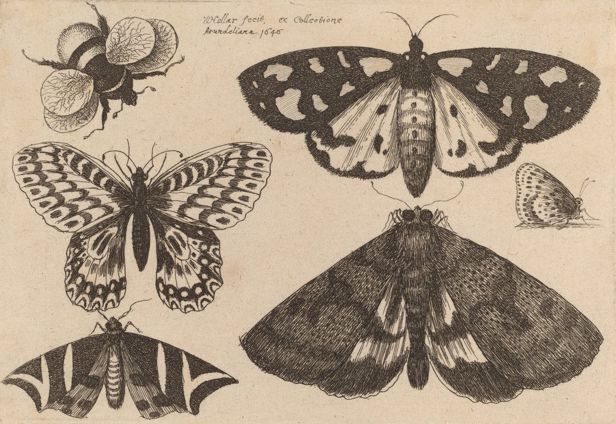 Three Moths, Two Butterflies, and a Bumble Bee, 1646 by Wenceslaus Hollar