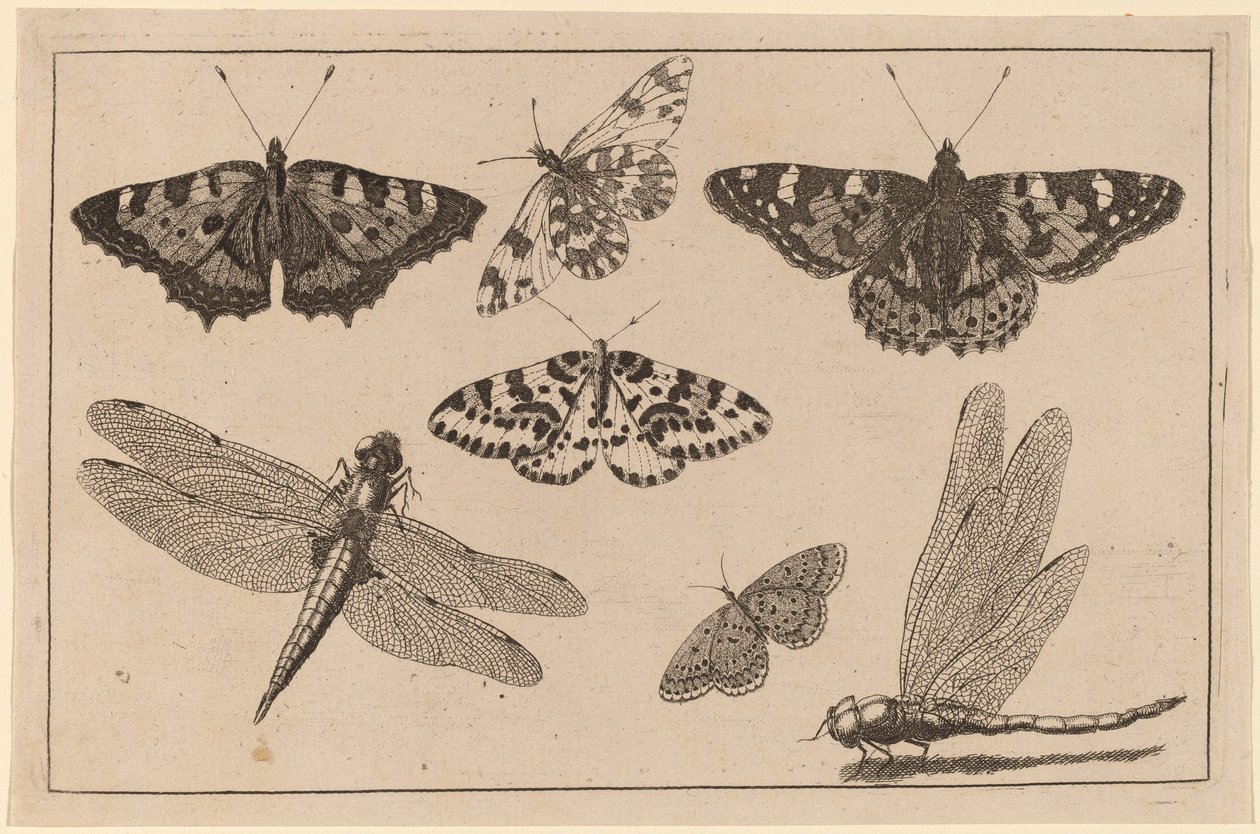 Two Dragonflies and Five Butterflies by Wenceslaus Hollar