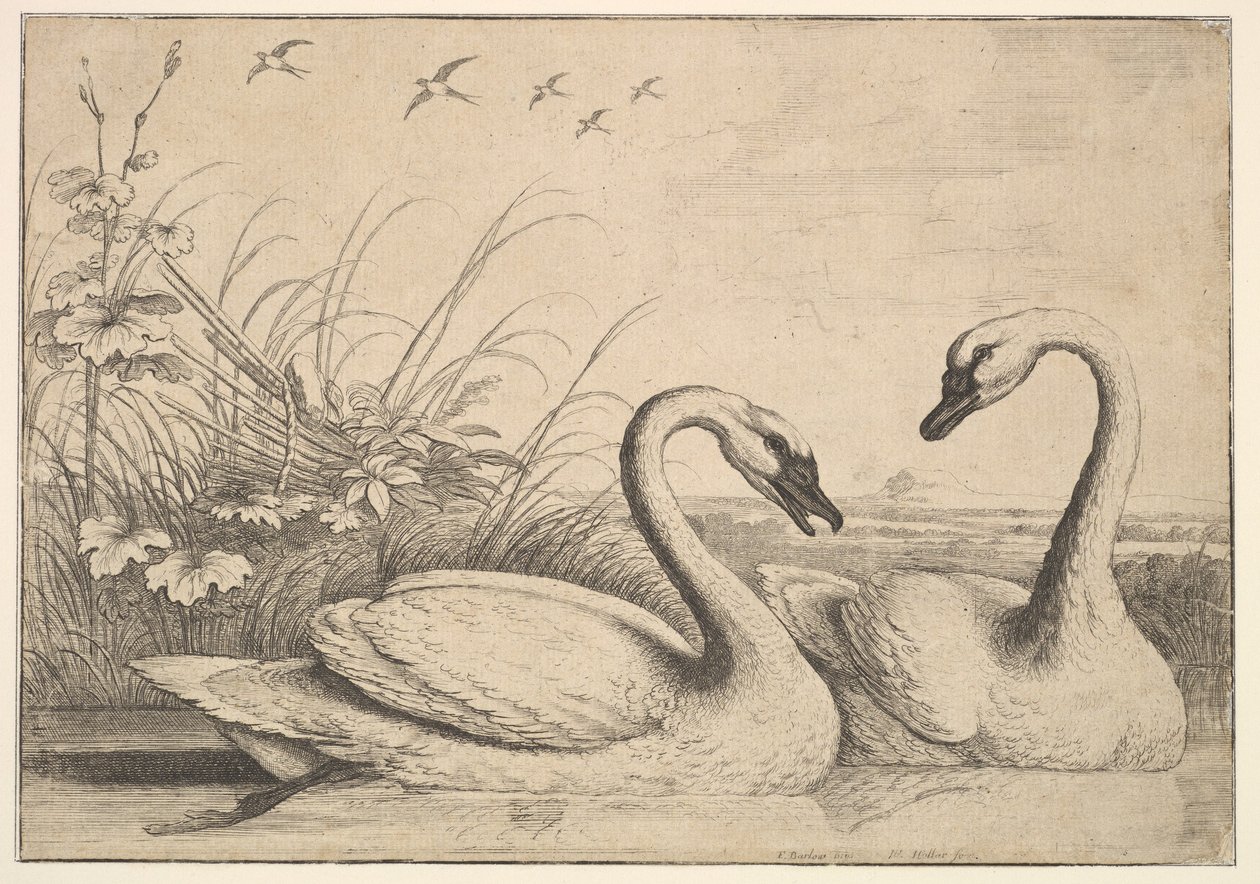 Two Swans by Wenceslaus Hollar