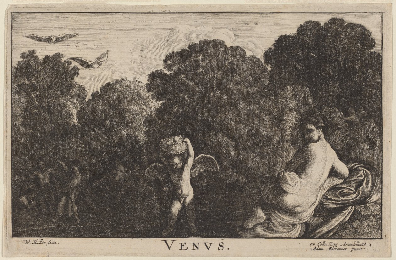 Venus by Wenceslaus Hollar