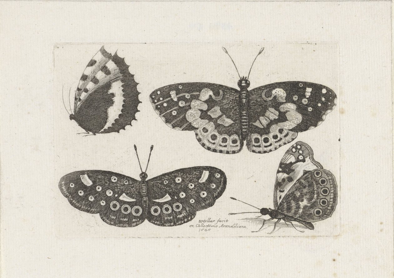 Four Butterflies by Wenceslaus Hollar