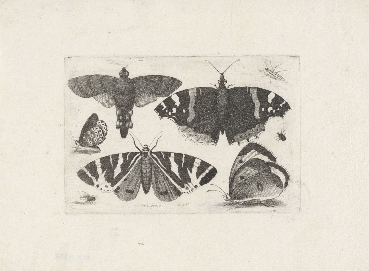 Four Butterflies, a Moth, Two Beetles, and a Fly by Wenceslaus Hollar