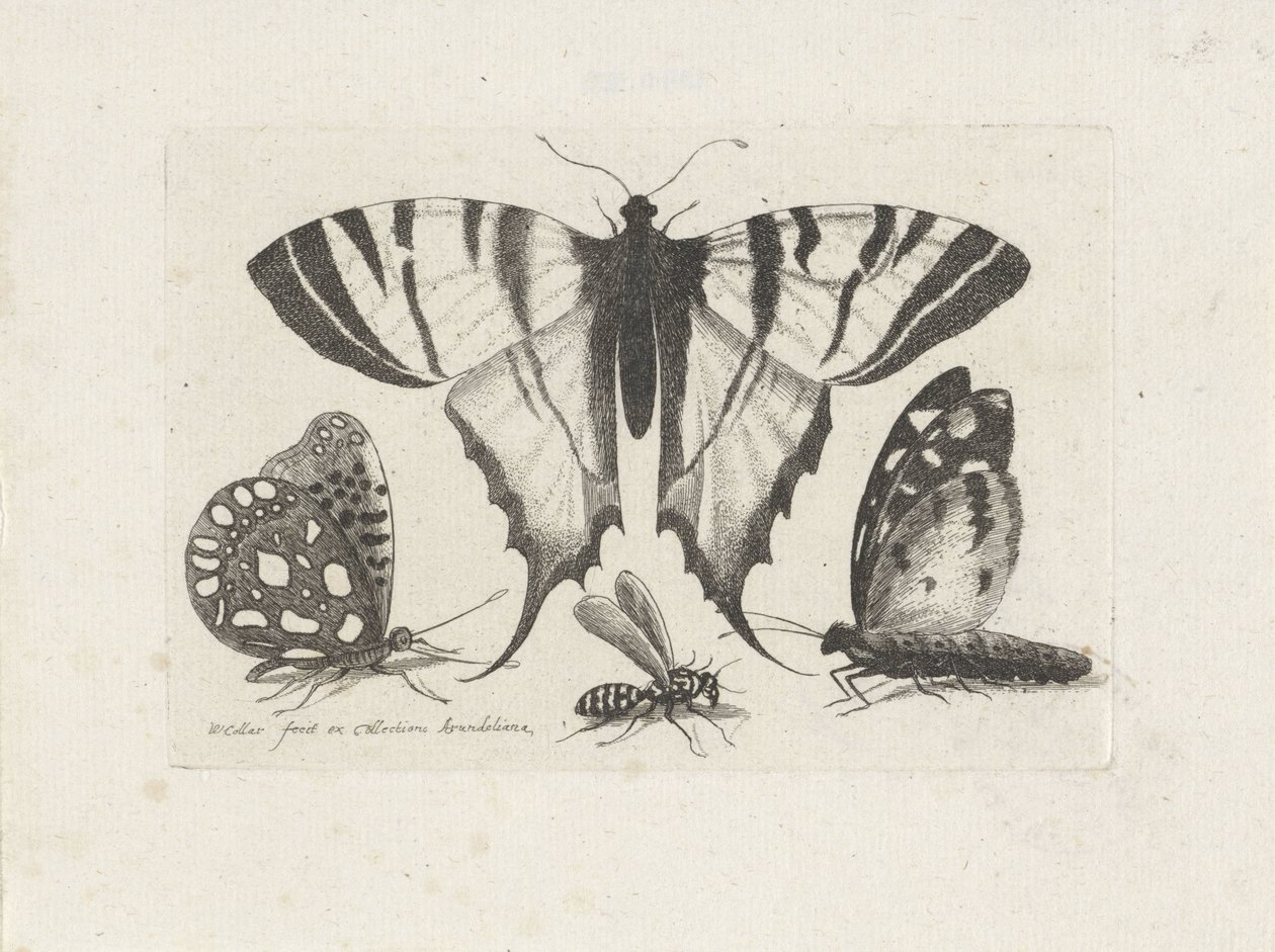 Butterflies and a Wasp Insects (series title) Muscarum Scarabeorum (series title) by Wenceslaus Hollar