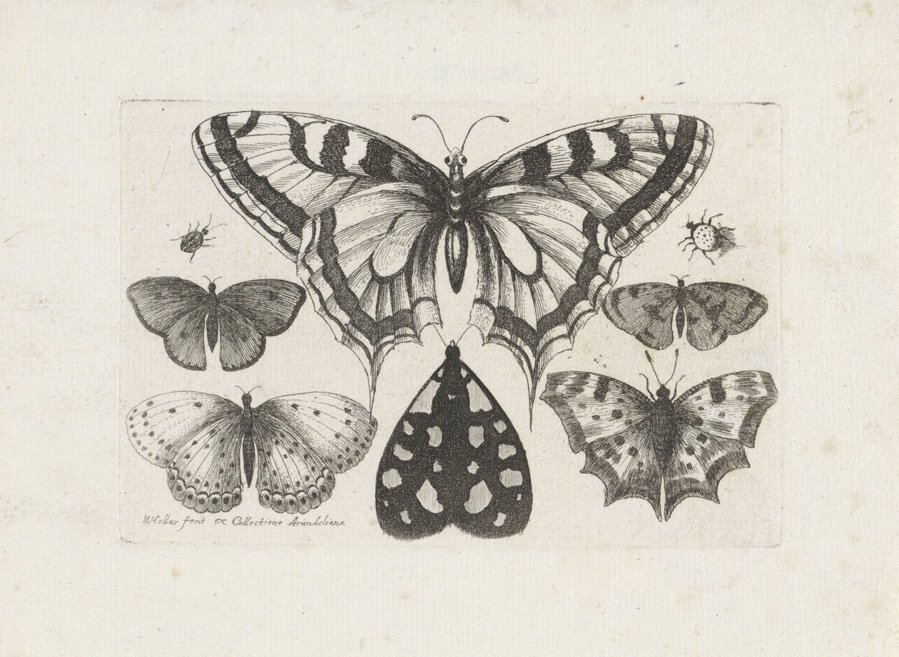 Butterflies, Beetles, and a Moth by Wenceslaus Hollar