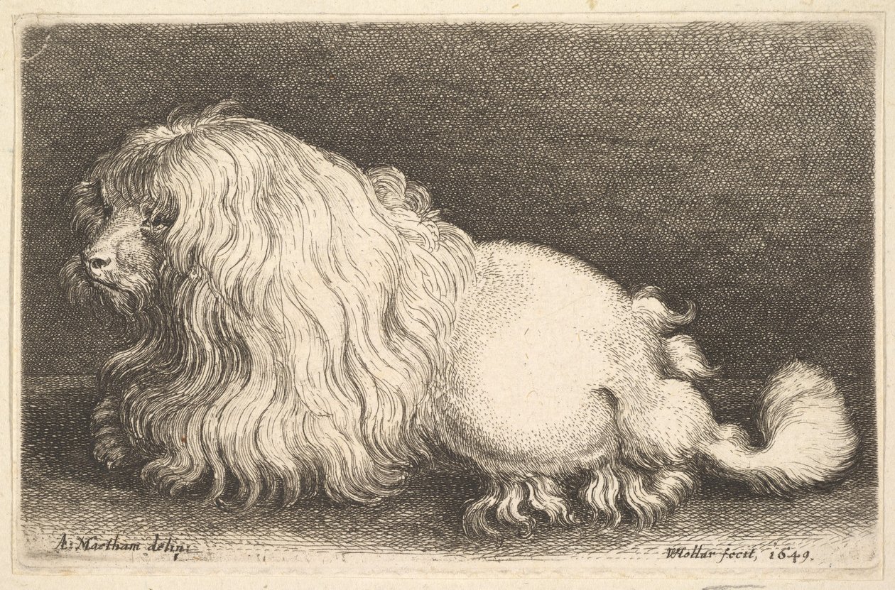 White Dog by Wenceslaus Hollar