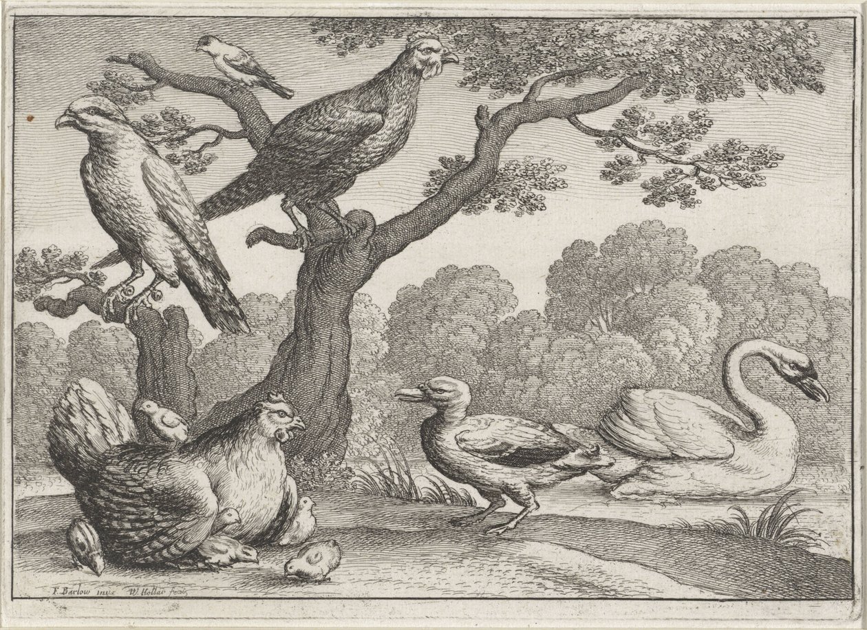 Swan, Hen with Chicks, and Other Birds (Various Birds) by Wenceslaus Hollar