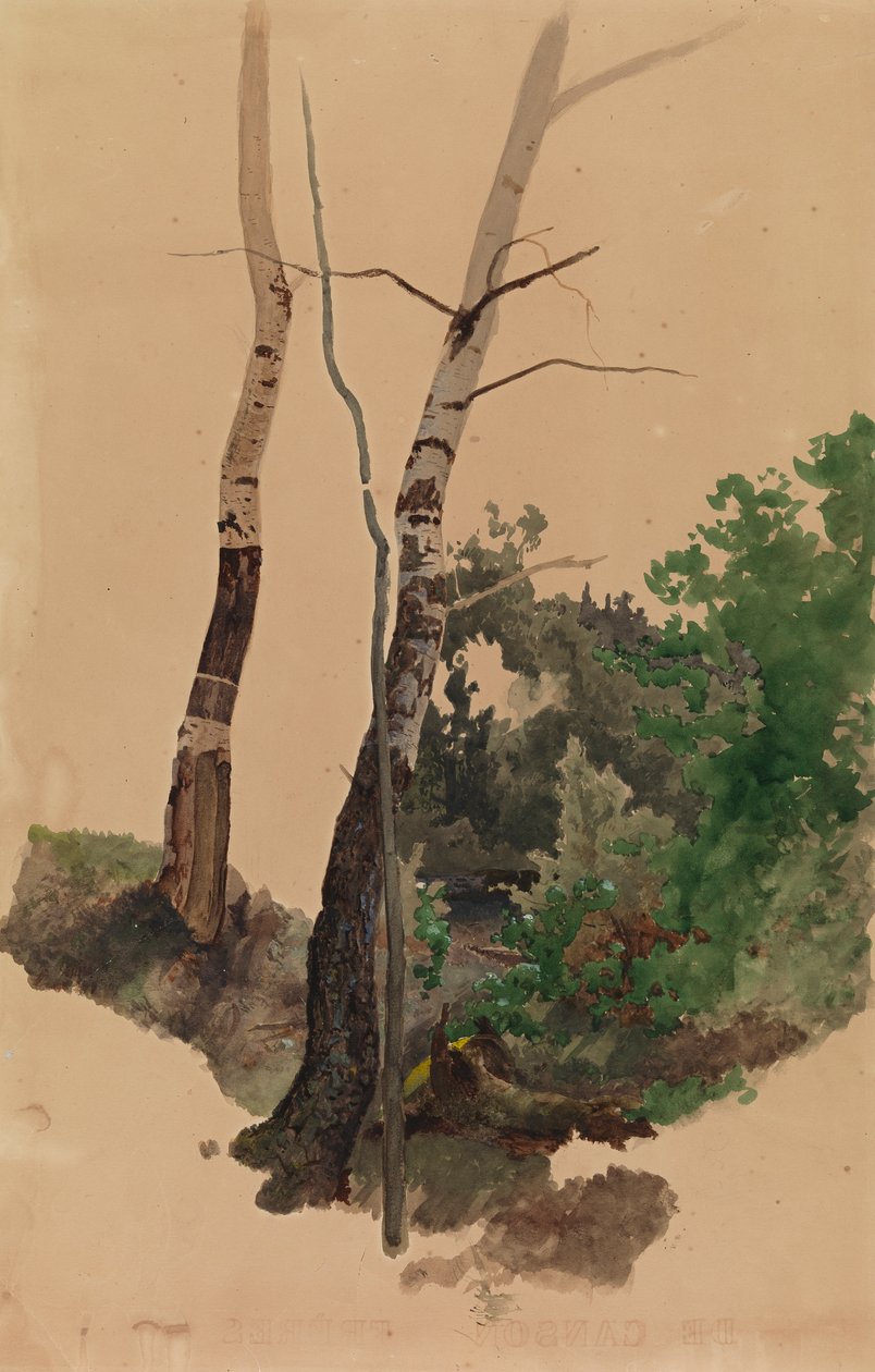 Two Bare Birch Trunks and Bushes by Werner Holmberg