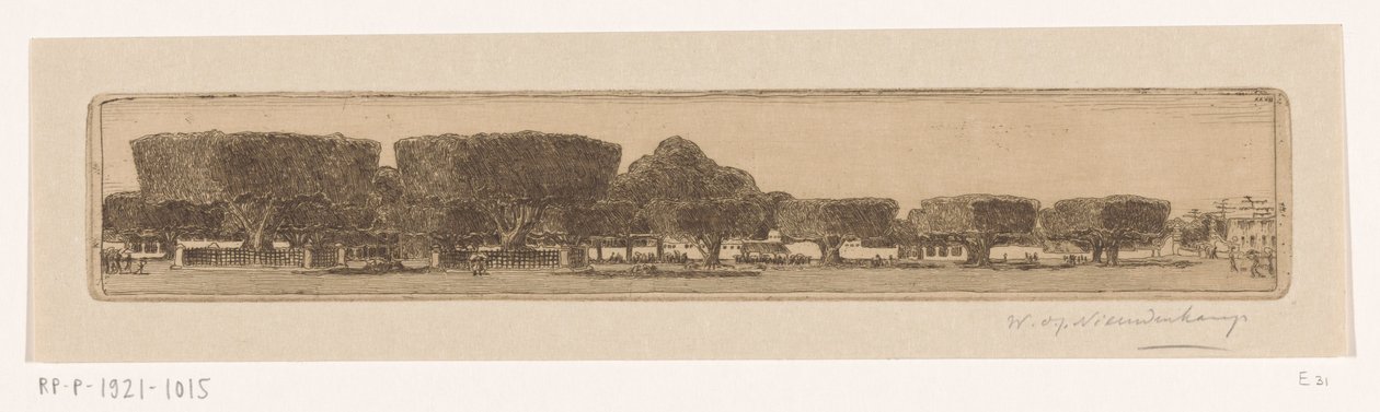Waringin Trees in the Garden of the Sultan