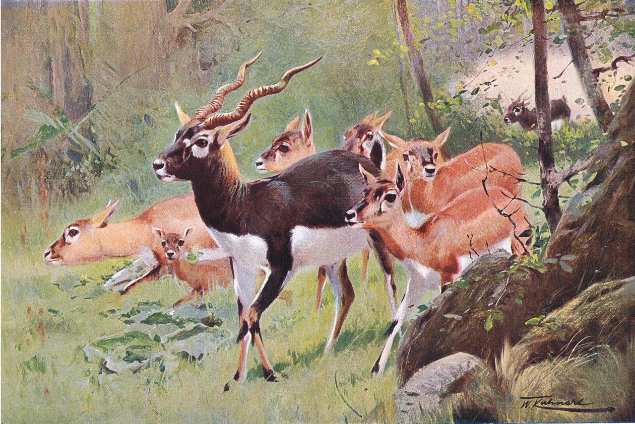 Black Buck, from Wildlife of the World published by Frederick Warne & Co, c.1900 by Wilhelm Kuhnert