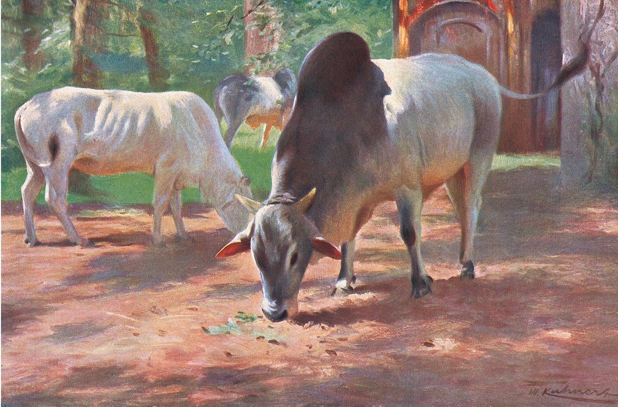 Indian Humped Cattle, from Wildlife of the World by Wilhelm Kuhnert