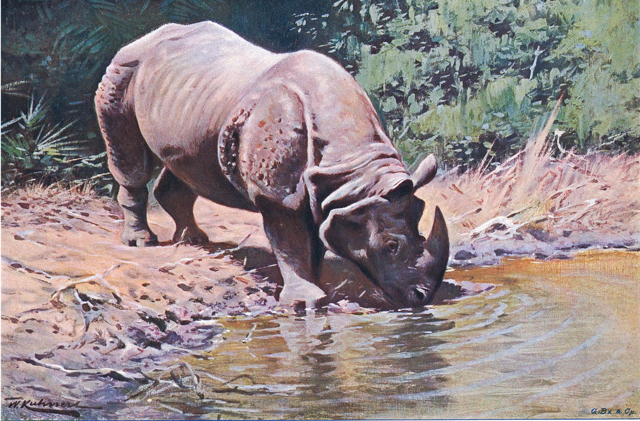 Indian Rhinoceros, from Wildlife of the World published by Frederick Warne & Co, c.1900 by Wilhelm Kuhnert